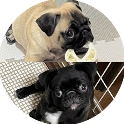 mucho_poncho's profile picture. パグのむぅちょ（フォーン♀） とぽんちょ（ブラック♂）。パグは世界を救う。無言フォロー失礼します！