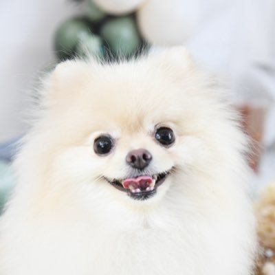 tao_kawaiiyo's profile picture. ポメラニア地方で生まれた可愛いおんなのこ 母 @taokawaiine