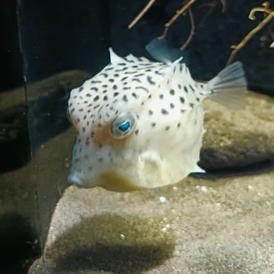 _amelionote's profile picture. 