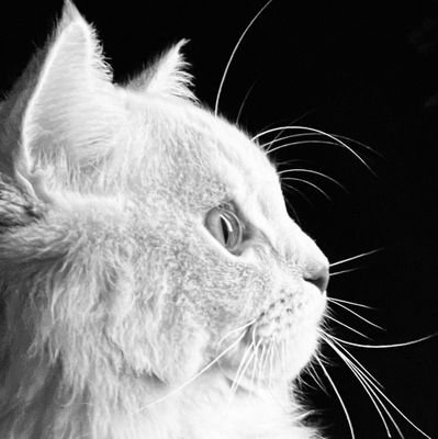 youmislam's profile picture. Human | #FreePalestine 🇵🇸 | Data Engineer       
🐈صديق الأستاذ ليو