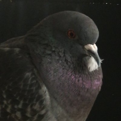 PinkyPieEvil's profile picture. ※❇️※ Pink 🏩 Heart ※🍰 Sweet like a pie 🍰※ Sometimes 👾 Evil ※ Nicht immer 🐟 Grätenfrei ※❇️※ Home of Pigeons 🕊️