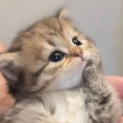 celaluciyal's profile picture.