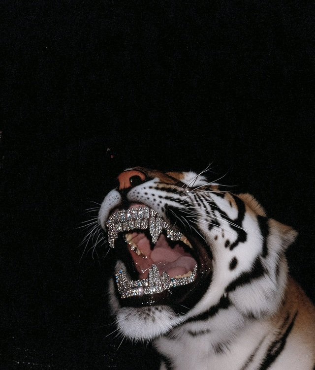 shoker187's profile picture.