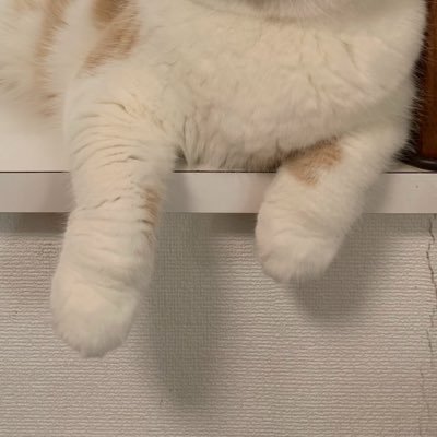 931meat's profile picture. 02 ff14 モンハン jubeatとか 猫が好きです