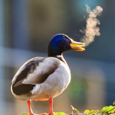 bigduck_z's profile picture. Abracadabra