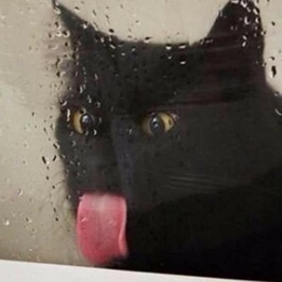 cheolmelater's profile picture. cogio in street, cagia in sheet