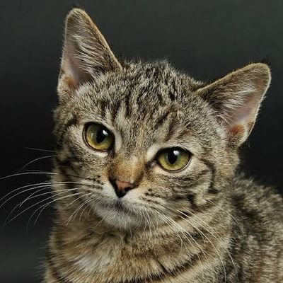 Romerome_12's profile picture.