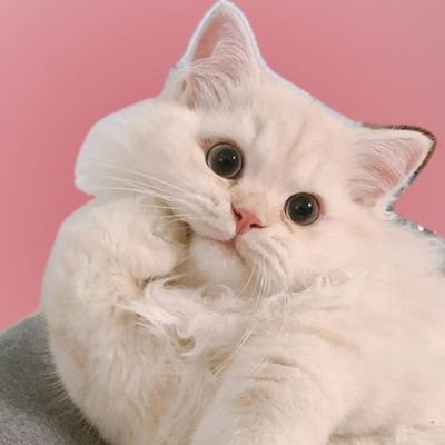 sequoiaurora's profile picture. 𓏧 𓏲 𓏲 𓏲 𓋒𓏲 𓏲 𓏲 𓏲 𓏧