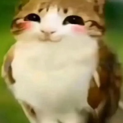 meoww1112's profile picture. meow
