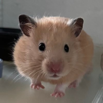 AFikAzLoQJ9899's profile picture. 🩵韓国🇰🇷整形🩵口角挙上🤍二重切開🤍垂れ目形成🤍二の腕脂肪吸引🤍顎下脂肪吸引🤍目尻切開🤍ふくらはぎ脂肪吸引