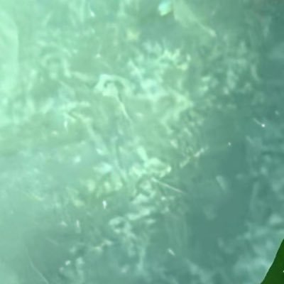 ViiHong7767's profile picture. 