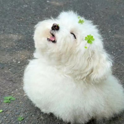 happpi_eagles's profile picture. 1 2 22 44 51 68 99