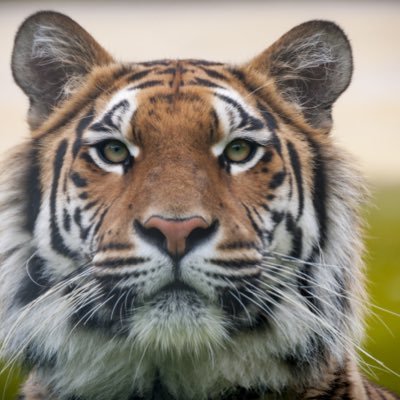 FirouzjasAlt's profile picture. Promote Positivity