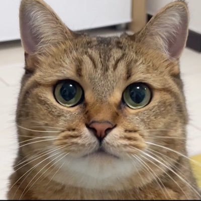 TeEH9YI6UF7303's profile picture. 猫好き