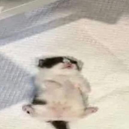 ErenUuU_'s profile picture. devlet karşıtı,,kedicik 🐈🐈🐈🐈🐈🐈🐈🐈
devlet sikici 🔥🔥 bu kişi İsrail'i yıkacak