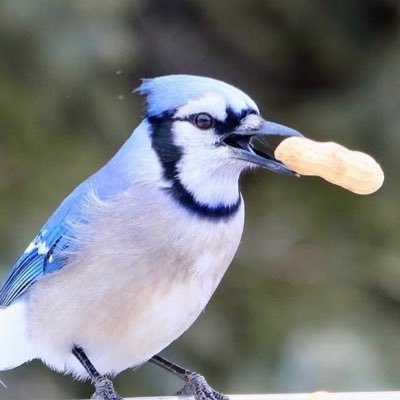 LHubich's profile picture. Small town Sask boy married to a farm girl. Husband, father, grandfather. I block/mute trolls who exhibit Dunning-Kruger, or are haters or racists.