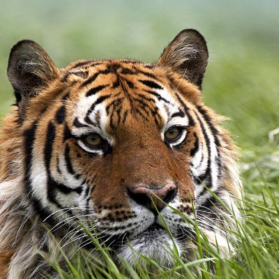 inyounityl's profile picture. 