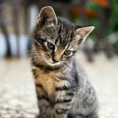 MiraJojo597292's profile picture. Professional Procrastinator. Still trying to figure out what I want to be when I grow up. (Don't hold your breath.) 🎨🪄