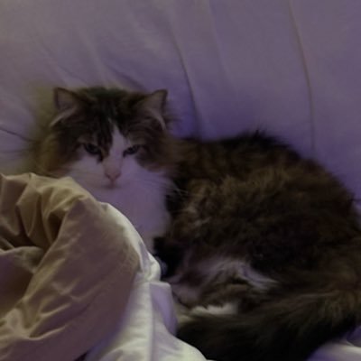 thecatghosty's profile picture. a cat named ghosty 🇵🇸🏳️🌈🏳️⚧️