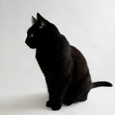 harryzhang124's profile picture. 