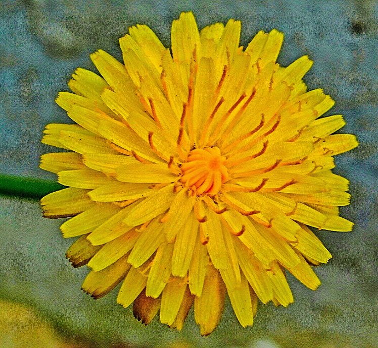 sarahdandilion's profile picture.