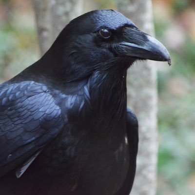 ScorpiusEternal's profile picture. Disabled Gamer, I like horror, comedy and action movies, I love cats,  i don't. take kindly to being told what to do, what to. say, how to act, what to wear..