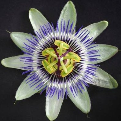 maracuja111's profile picture. Godbless.