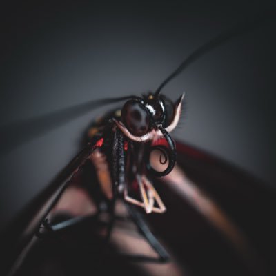 bugs836's profile picture. Self taught Photographer📸 Nature, Bugs, Food and my dog Rocky/ 🚫No AI