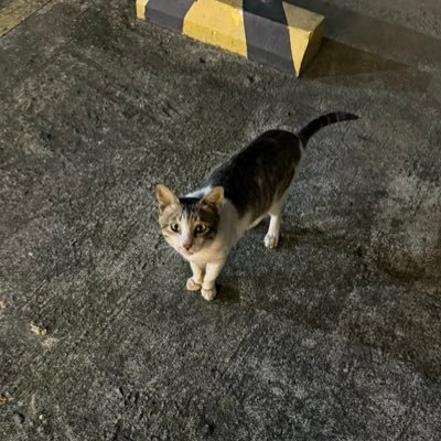 imsaurlau's profile picture. i want to be remembered as the girl who ran away