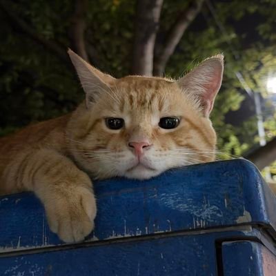 caritemenajakok's profile picture. A few years is all it takes-I just wish it were faster 🙇🏻‍♂️