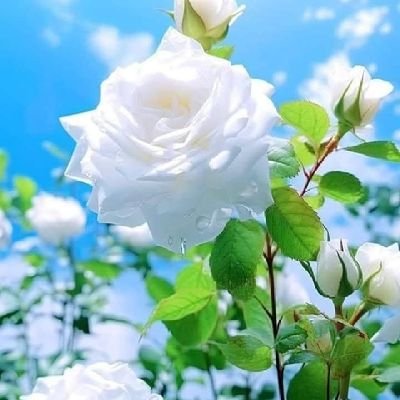 morteza_y_q's profile picture. ...
امیدوار به آینده.