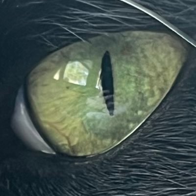 hotsauced007's profile picture. Nature-loving homesteader. Raising game fowl, bobwhite quail, and ducks.  NO DMs.