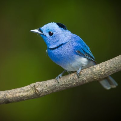 khaled81vip's profile picture. 