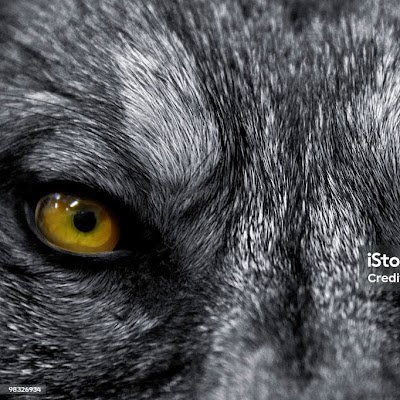 lone_wolf002's profile picture.