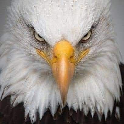 AAyowolemi69474's profile picture. 