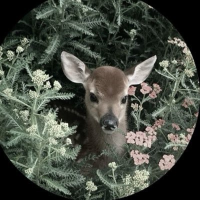 lbamrii's profile picture. 