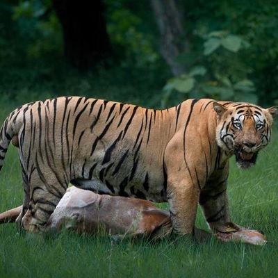 rufus_thurston's profile picture. 