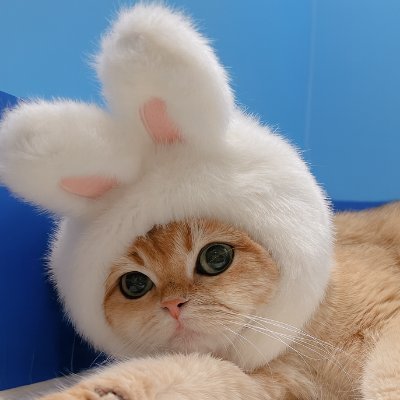 Lance_rrr's profile picture. trader. 愿你有不凭意志力生活的时候.