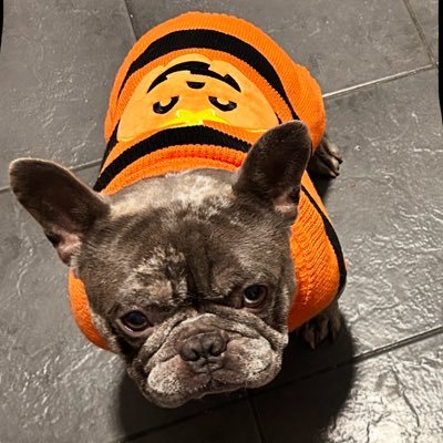 BabyBoyNoNameY1's profile picture. now I’m settled , let’s cause some mayhem 🐾🤪💙😍 #BabyBoss #Frenchie #FrenchBulldog