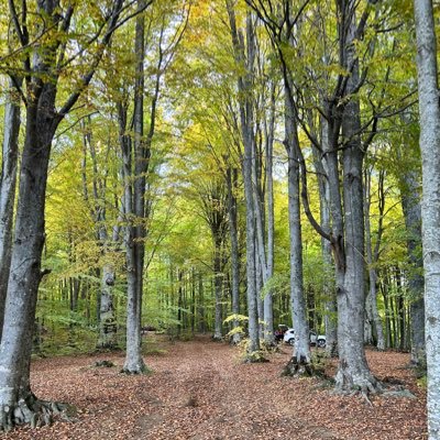 sametzdmr2016's profile picture. 