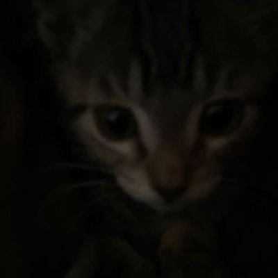 haku_nl's profile picture. Part of the Crew keeping Roblox clean. No Condos, No Weirdos.