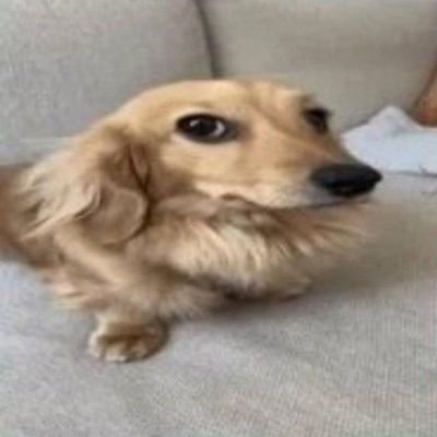 ilovecheesecae's profile picture. penis