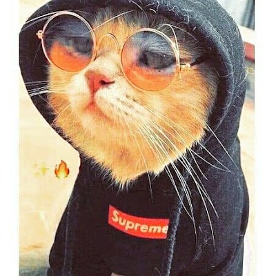 Al1830926797701's profile picture. 