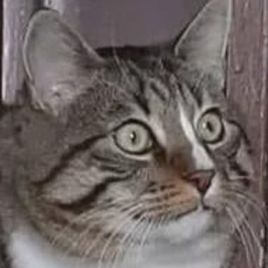 chkdsk99's profile picture. I'll walk you through the apocalypse