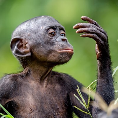 OriginsUnveiled's profile picture. Investigating where we come from and what makes us human.