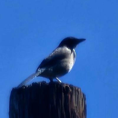 romarues1's profile picture. I don't like leftist, f0g3ts from lgtvxyz, 
Femìnazíz or anything related to WOKE, I don't care for your feelings,  only facts.
I like to read,exercise,travel.