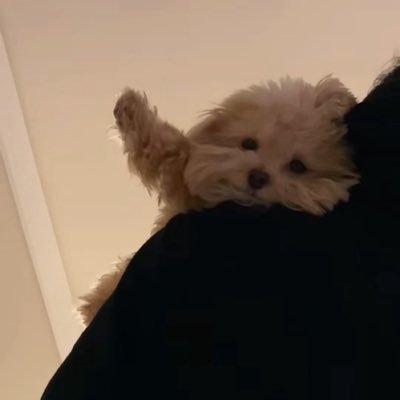 mengli013's profile picture. 