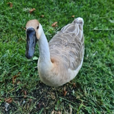 FraenkischerMan's profile picture. 