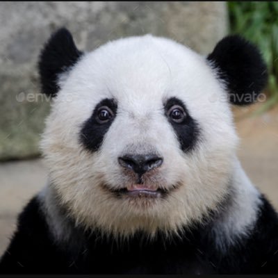 Shibonosky's profile picture.