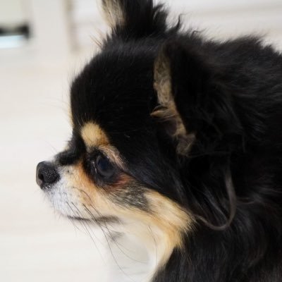 shortydogtokyo's profile picture. 